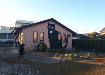 カフェ猫の散歩道で己書