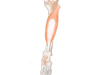 毎日やりたい！　簡単で最高のストレッチ　Ⅱ