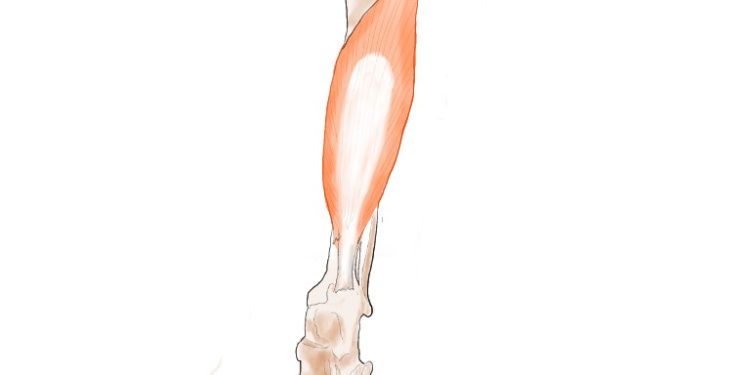 毎日やりたい！　簡単で最高のストレッチ　Ⅱ