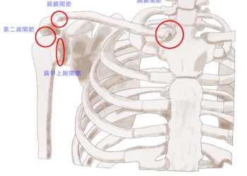 肩の動きに関わる関節はいくつ？