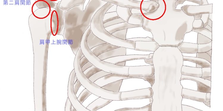 肩の動きに関わる関節はいくつ？