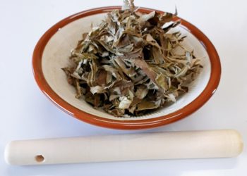 もぐさ作り＆春の養生灸。