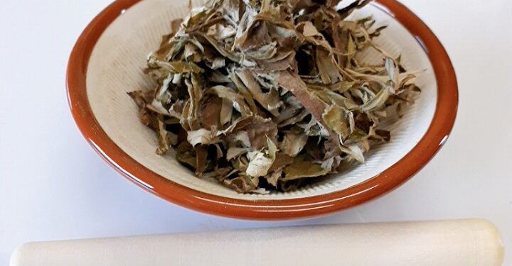 もぐさ作り&春の養生灸。