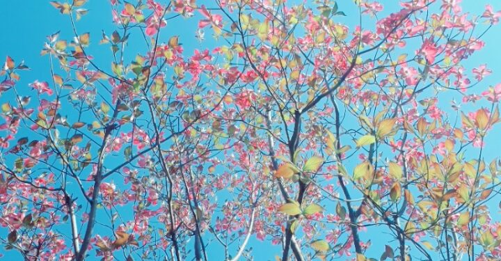 心落ち着く景色